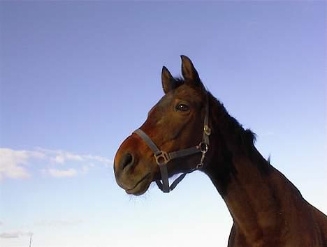 Trakehner Esconit billede 3