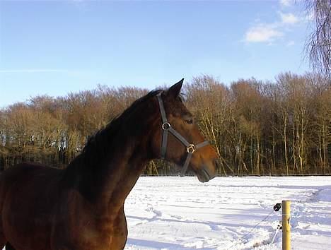 Trakehner Esconit billede 4