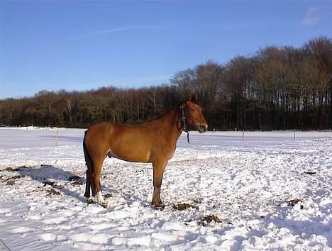 Anden særlig race Amazing Star billede 5