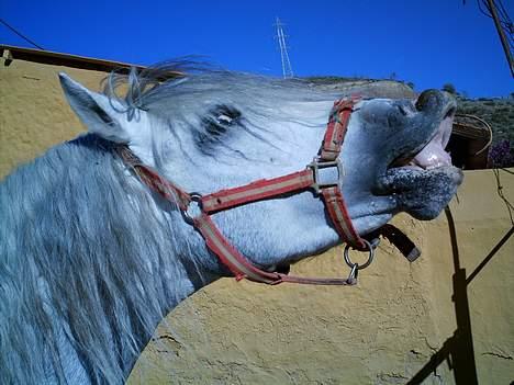 Pura Raza Española Merlin(Fino V) *Solgt* :( - "Jeg kan lugte sure tær frede! " billede 8