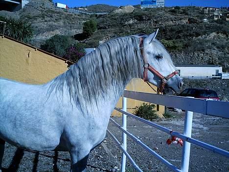 Pura Raza Española Merlin(Fino V) *Solgt* :( - merlin i spanien.. hans hjem.. billede 11