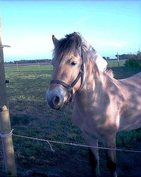 Fjordhest Prins  Solgt - Charmetrold billede 1