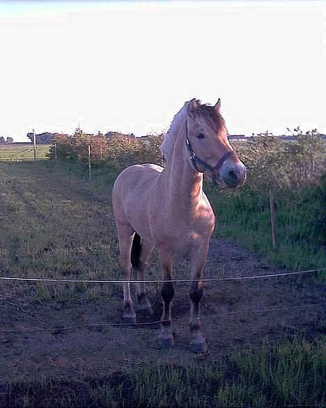 Fjordhest Prins  Solgt - Er han ikke dejlig billede 2