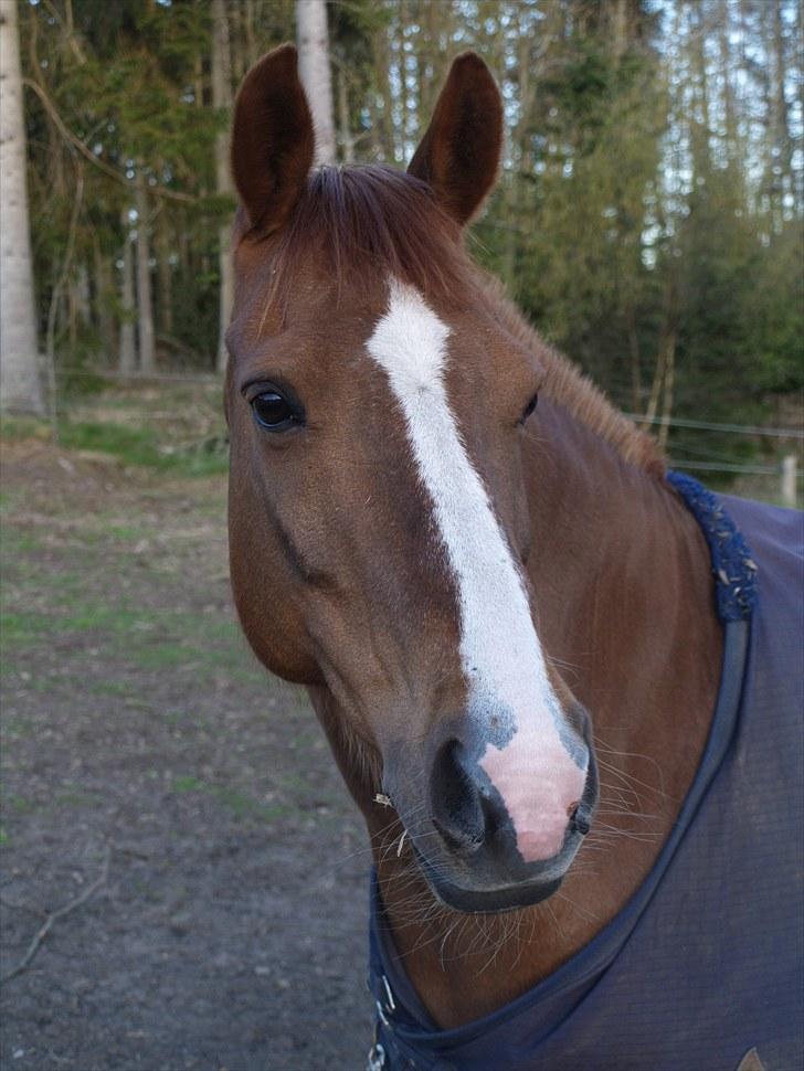 New Forest ATHENA - - my passion i; billede 1