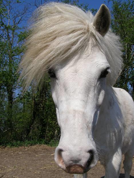 Shetlænder Miss Musse - heii med jer<3 billede 15