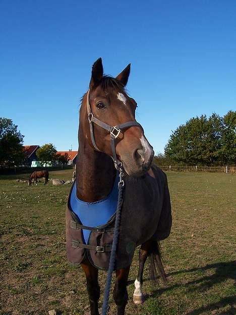 Dansk Varmblod May Ray fra Kirstinehøj - På folden. billede 9