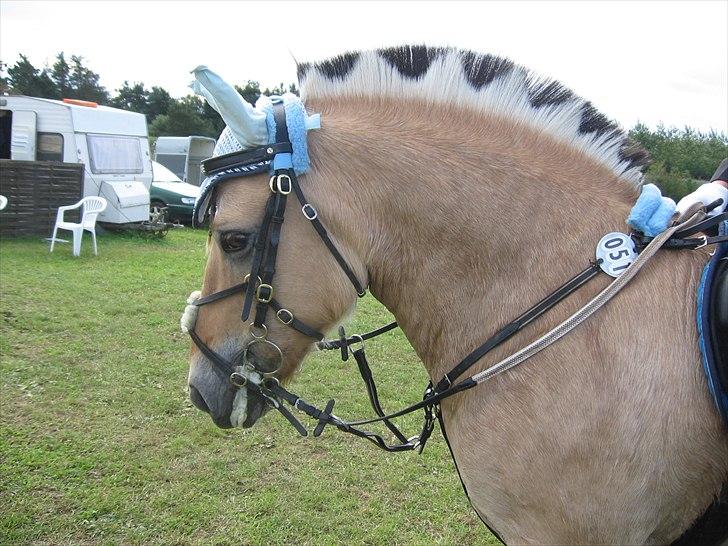 Fjordhest Luffe - spring stævne 13/8 2009 smuk luffe men også fræk billede 2