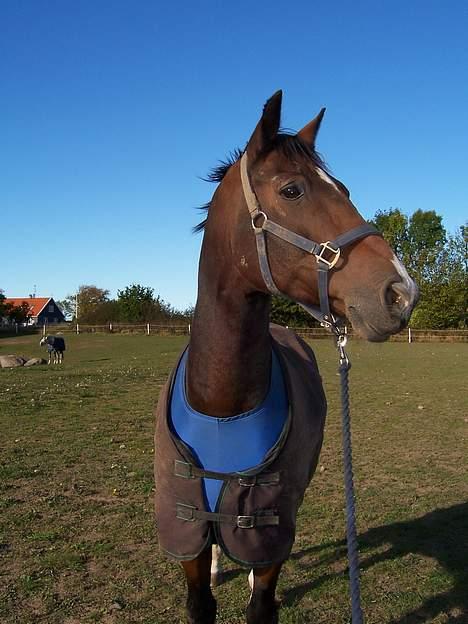 Dansk Varmblod May Ray fra Kirstinehøj billede 10