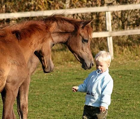 Arabisk fuldblod (OX) WML Wahed (Scid/CA - fri) - Wahed & Finn 2 år 28.okt.2005 billede 9