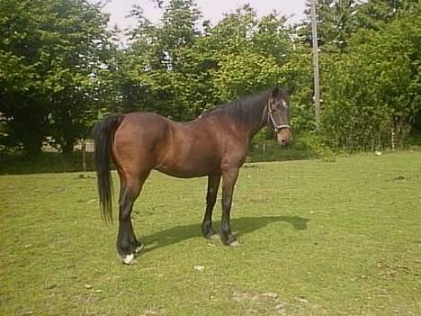 Anden særlig race Rollo † 2004 † billede 12