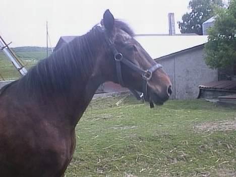 Anden særlig race Rollo † 2004 † billede 13