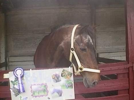 Anden særlig race Rollo † 2004 † billede 15