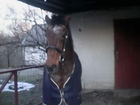 Anden særlig race Rollo † 2004 † billede 16