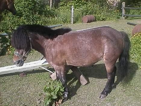 Anden særlig race Marie † 2005 † billede 19
