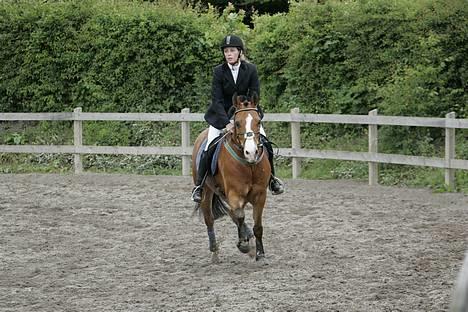 Connemara Garcon billede 13