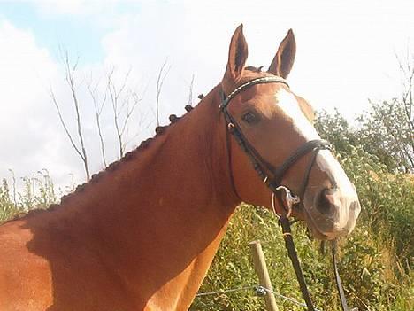 Hollandsk Varmblod (DV) Ulrike-Lien - RIP - Smukke Ulrike billede 1