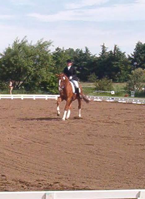 Hollandsk Varmblod (DV) Ulrike-Lien - RIP - galop til stævne i Ribe billede 5