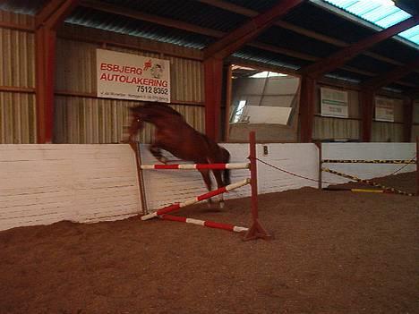 Hollandsk Varmblod (DV) Ulrike-Lien - RIP - Ulrike-- dårlig kvalitet =( billede 9