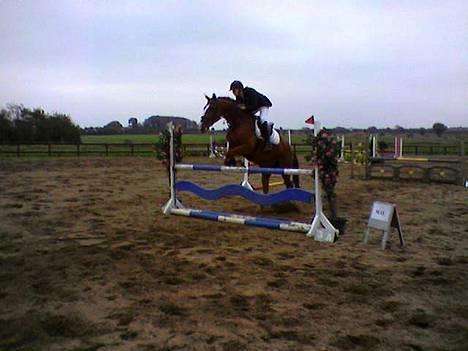 Hollandsk Varmblod (DV) Ulrike-Lien - RIP - Ulrike i spring.. taget med mobilen =) billede 10