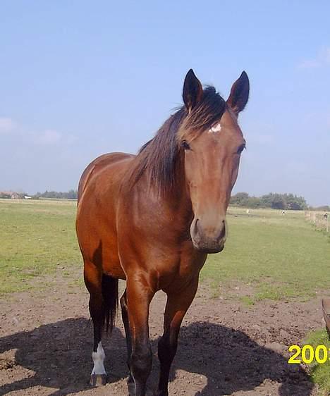 Oldenborg Twiggy a. Dejrupgård billede 7