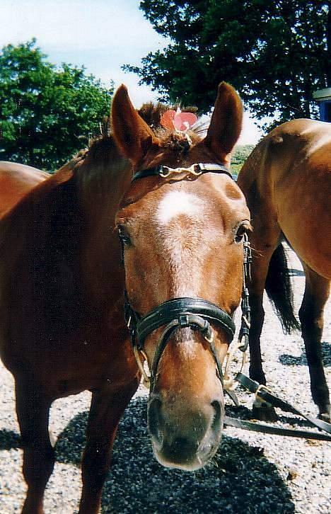 Anden særlig race Agent 007<31994 -2007 / - Her til Striglekonkurence!! er han ikk smuk?? hehe billede 11