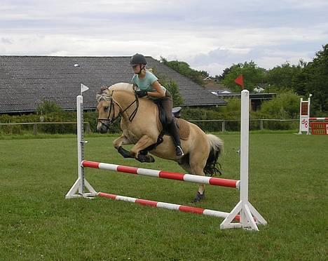 Fjordhest Undallslunds Kashmir billede 6