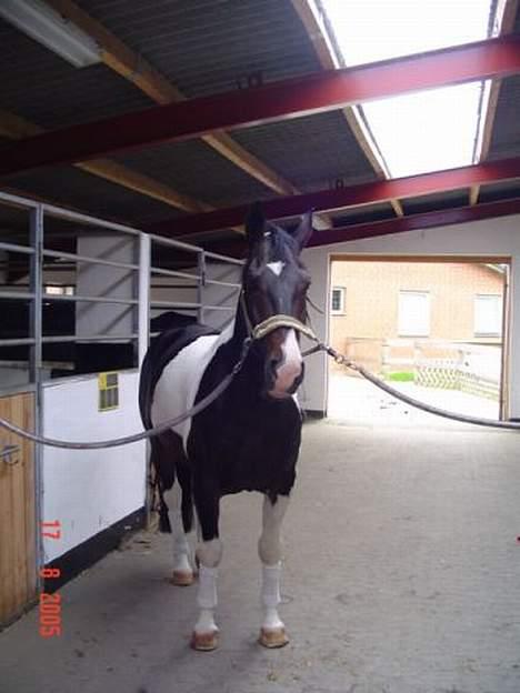 Pinto Indy (Thor)..-Solgt- - Indy hos den gamle ejer.  billede 2