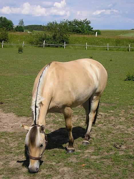 Fjordhest Undallslunds Kashmir billede 8