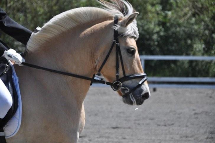 Fjordhest Undallslunds Kashmir - sødt :) billede 13