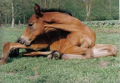 Trakehner Esconit billede 5