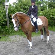 Haflinger Herbert