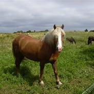 Haflinger Herbert