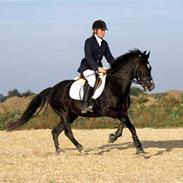 New Forest Niobe Hippios