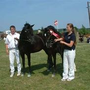 New Forest Niobe Hippios