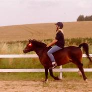 Welsh Mountain (sec A) Monet