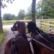 Welsh Mountain (sec A) Monet