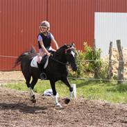 Anden særlig race Blacky