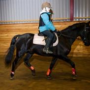 Anden særlig race Blacky