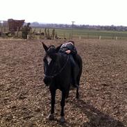 Anden særlig race Blacky