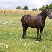 Anden særlig race Blacky