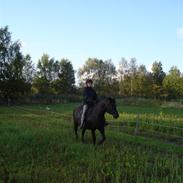 Anden særlig race Fallon *GP*