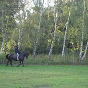 Anden særlig race Fallon *GP*