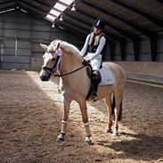 Fjordhest Tulstruplunds Andrea.