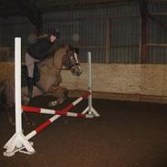 Anden særlig race Isobell (Solgt)