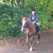 Anden særlig race Isobell (Solgt)