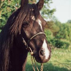 Welsh Pony (sec B) Duchess *Savnet*