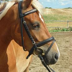 DSP Hedens Malcon SOLGT