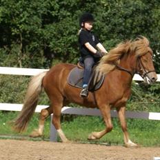 Islænder Gusa fra Tøndborg (solgt)