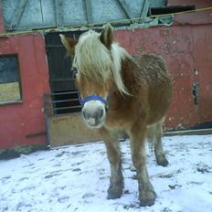 Haflinger Flicka solgt :(