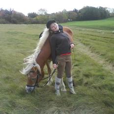 Haflinger Flicka solgt :(